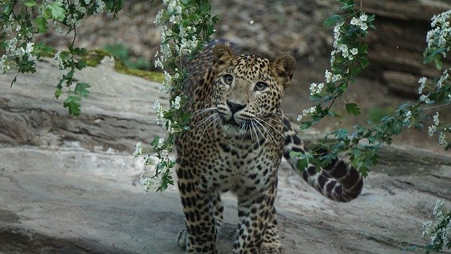 Bezpłatne pobieranie Zoo Leopard Cat - bezpłatne zdjęcie lub obrazek do edycji za pomocą internetowego edytora obrazów GIMP