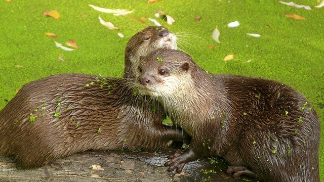 Descarga gratuita Zoo Mammal Otter: foto o imagen gratuita para editar con el editor de imágenes en línea GIMP