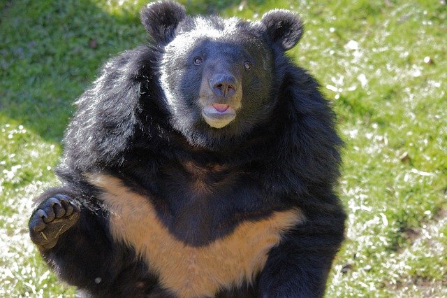 Téléchargement gratuit de Zoo Nature Bear - photo ou image gratuite à modifier avec l'éditeur d'images en ligne GIMP