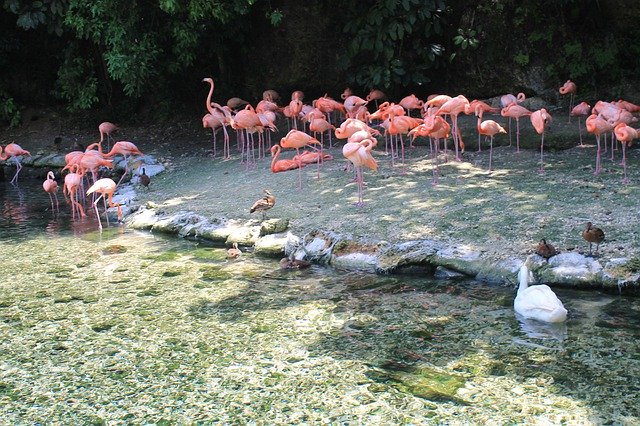 Gratis download Zoo Santo Domingo Dominican - gratis foto of afbeelding om te bewerken met GIMP online afbeeldingseditor