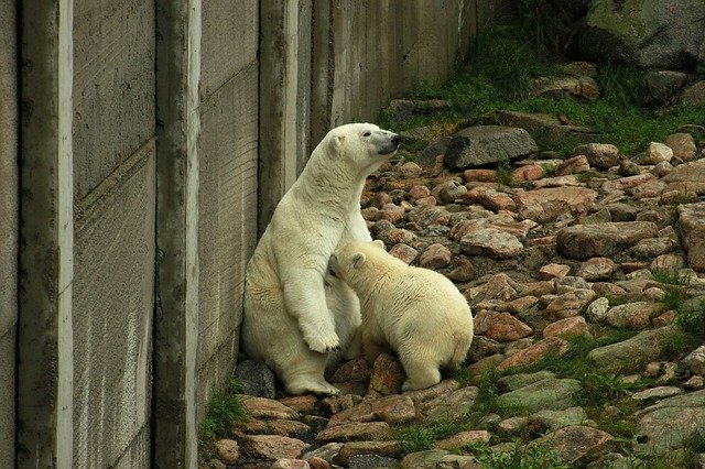 Free download Zoo The Polar Bear Parent -  free free photo or picture to be edited with GIMP online image editor