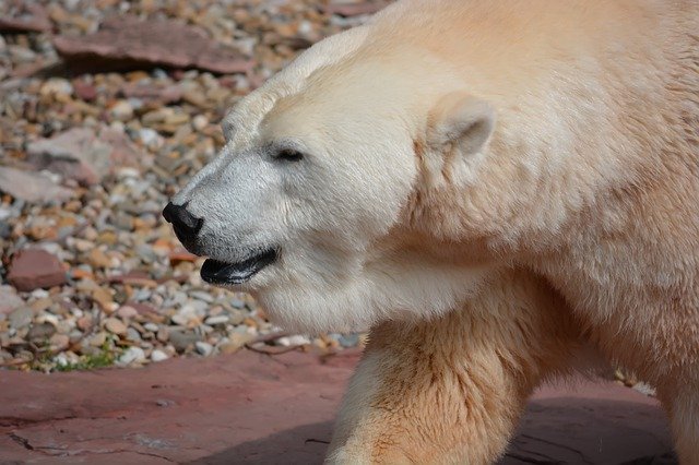 Descarga gratuita Zoo White Bear Portrait: foto o imagen gratuita para editar con el editor de imágenes en línea GIMP