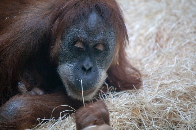 Gratis download Zoo Wildlife Portraits - gratis foto of afbeelding om te bewerken met GIMP online afbeeldingseditor