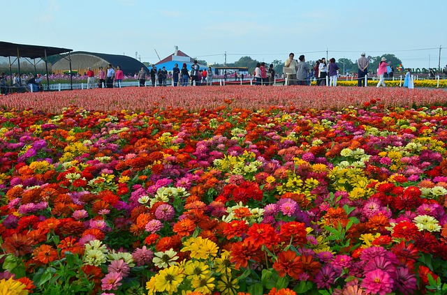 Бесплатно скачать zte ridge stinky ju sea of ​​flowers бесплатное изображение для редактирования с помощью бесплатного онлайн-редактора изображений GIMP