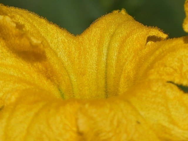 Free download Zucca Fiore Flower -  free photo or picture to be edited with GIMP online image editor