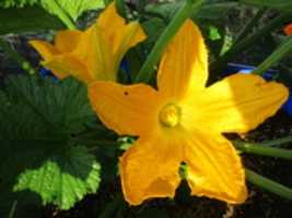 Free download Zucchini Flower free photo or picture to be edited with GIMP online image editor