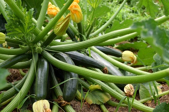 Free download Zucchini Garden Food -  free photo or picture to be edited with GIMP online image editor