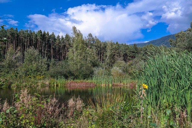 Kostenloser Download Zussis Biotop Südtirol Water - kostenloses Foto oder Bild zur Bearbeitung mit GIMP Online-Bildbearbeitung