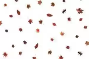 Free download 05 PS Overlay Leaves free photo or picture to be edited with GIMP online image editor