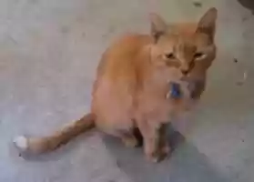 Free download 10-14-16 Peter free photo or picture to be edited with GIMP online image editor