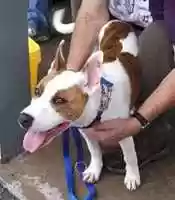 Free download 10-20-17 Budweiser free photo or picture to be edited with GIMP online image editor