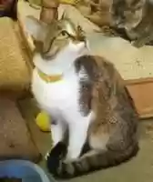 Free download 11-10-17 Tillie free photo or picture to be edited with GIMP online image editor