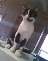 Free download 11-24-17 Conkey free photo or picture to be edited with GIMP online image editor