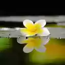 123WIN Charming plumeria wallpapers  screen for extension Chrome web store in OffiDocs Chromium