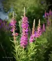 Free download 160 free photo or picture to be edited with GIMP online image editor