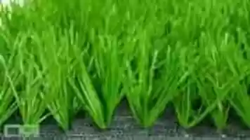 Free download 1 Co Nhan Tao free photo or picture to be edited with GIMP online image editor