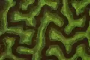 Free download 32302079. Green Brain 1 free photo or picture to be edited with GIMP online image editor