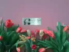 Free download 4. April Lukes Geburstag free photo or picture to be edited with GIMP online image editor