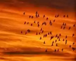 Free download 55741 Birdsonorange 1280x 1024 free photo or picture to be edited with GIMP online image editor