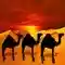 Sable du désert de chameau