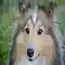 Hond Shetland Sheepdog Animal