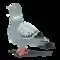 Dove Bird City Animal