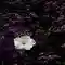 زهرة البنفسج الأرجواني