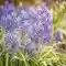 Hyacinth Flower Spring