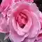 Розовый цветок природа