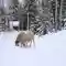 Sheep Winter Snow