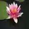 Nilüfer Göleti Çiçeği