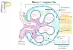 Free download 800px Renal Corpuscle En.svg free photo or picture to be edited with GIMP online image editor
