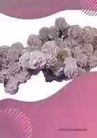 Free download A 4 Desert Rose Cluster free photo or picture to be edited with GIMP online image editor