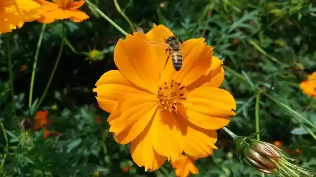 Free download Abelha Flores Verde -  free photo or picture to be edited with GIMP online image editor