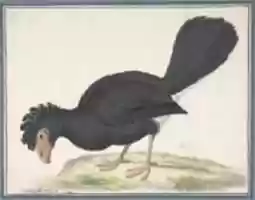 Free download A Black Curassow free photo or picture to be edited with GIMP online image editor
