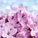 A Breath of Spring  screen for extension Chrome web store in OffiDocs Chromium