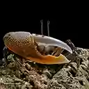 A bright yellow crab stands out.  screen for extension Chrome web store in OffiDocs Chromium