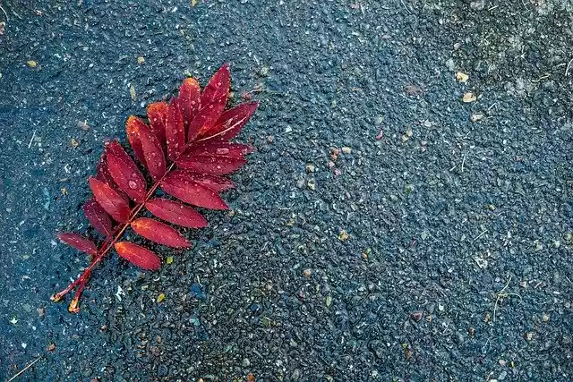Free download Abstract Autumn Background -  free photo or picture to be edited with GIMP online image editor