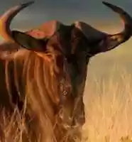 Free download acercamientos-extremos-de-nus free photo or picture to be edited with GIMP online image editor