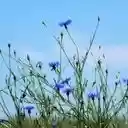 A Cerulean Sky of Centaurea cyanus  screen for extension Chrome web store in OffiDocs Chromium