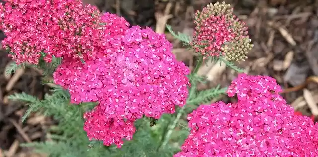 Free download Achillea Plant Yarrow -  free photo or picture to be edited with GIMP online image editor
