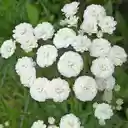 Achillea ptarmica flower wallpaper  screen for extension Chrome web store in OffiDocs Chromium