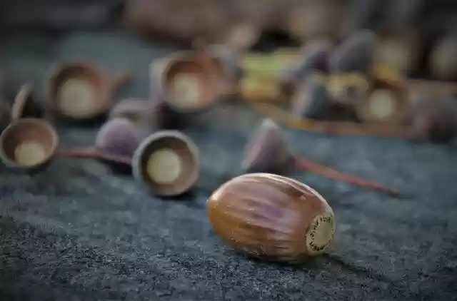 Free download acorn nuts fruit oak nut oak free picture to be edited with GIMP free online image editor
