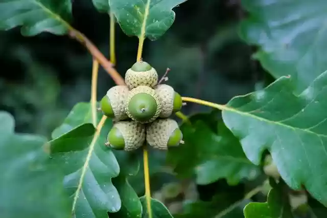 Descarga gratuita Acorn Oak Tree: foto o imagen gratuita para editar con el editor de imágenes en línea GIMP