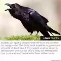 Free download a counter fact to Lobster Hierarchy free photo or picture to be edited with GIMP online image editor