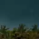 A Dark Blue Sky above Palm Trees  screen for extension Chrome web store in OffiDocs Chromium