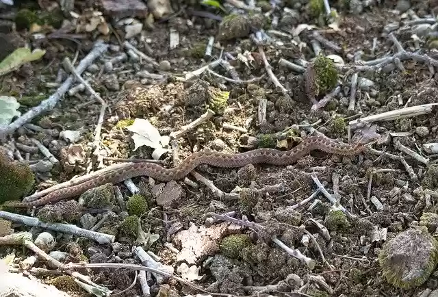 Free download Adder Viper Snake -  free photo or picture to be edited with GIMP online image editor