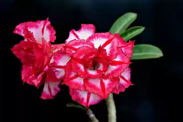 Free download adenium flower plant petals garden free picture to be edited with GIMP free online image editor