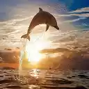 Admirable Dolphin for 1366 X 768 resolution  screen for extension Chrome web store in OffiDocs Chromium