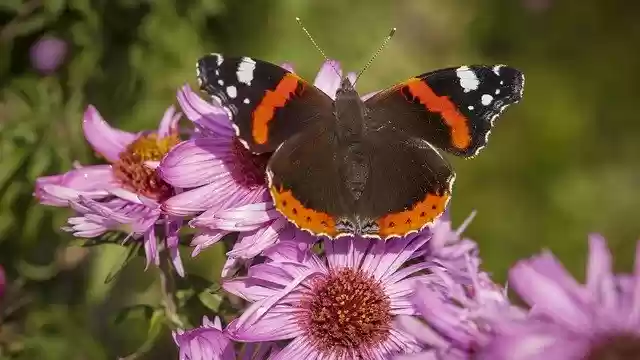 Free download Admiral Butterfly Butterflies -  free photo or picture to be edited with GIMP online image editor